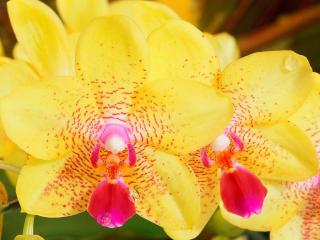 обои Жёлто-розовые орхидеи фото