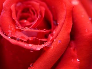 обои Красная роза фото