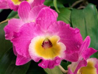 обои для рабочего стола: Розовая орхидея