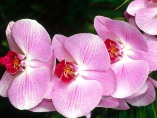 обои Розовая орхидея на темном фоне фото