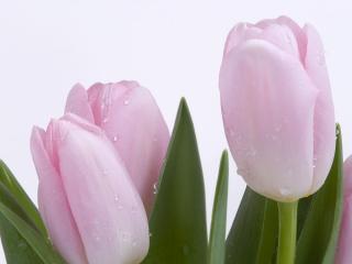 обои Розовые тюльпаны с  каплями росы фото