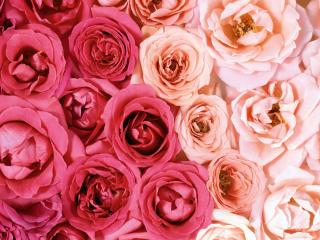 обои Смесь розовых и красных роз фото