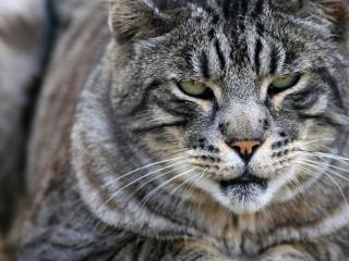 обои Огромный, толстый сибирский котяра фото