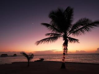 обои Пальма на закате фото