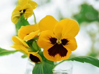 обои Ярко-жёлтые, распустившиеся цветы анютины глазки в стакане фото