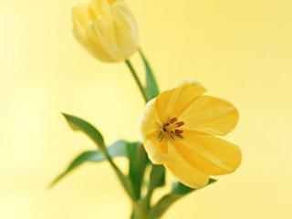 обои Два жёлтых цветов на золотом фоне фото