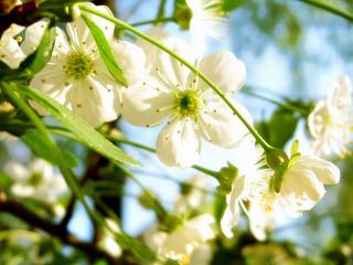 обои Белые соцветия яблока на ветках деревья фото