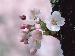 обои Букет белых и розовых цветов на дереве фото