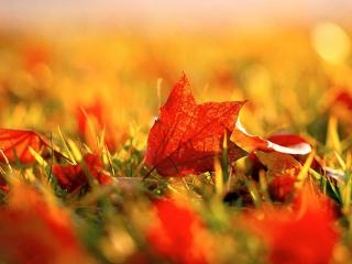 обои Осенний оранжево-золотой покров земли фото