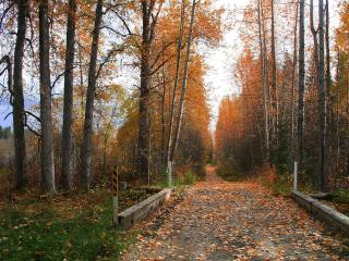 обои Лесная дорога, усыпанная оранжевыми и жёлтыми листьями фото