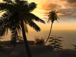 обои Тропические пальмы на скалистом побережье моря фото