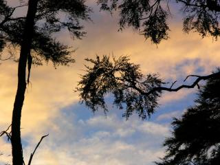 обои Деревья в тени на фоне облачного неба фото