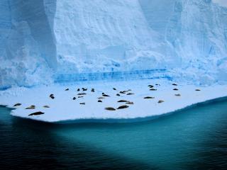 обои Ледяное лежбище пингвинов среди вечных льдов фото