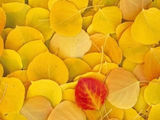обои Осенние осиновые листья фото