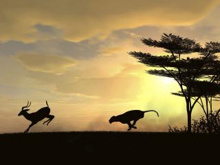 обои Быстрая охота гепарда в саванне на закате фото