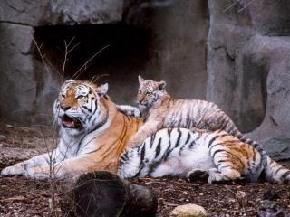 обои Маленький тигренок лежит на большом фото