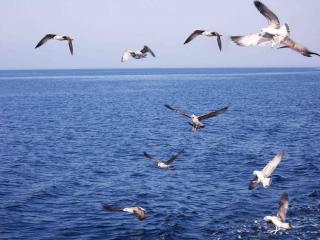 обои Анапские чайки - путь по чёрному морю фото