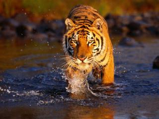 обои Тигр идёт по воде фото