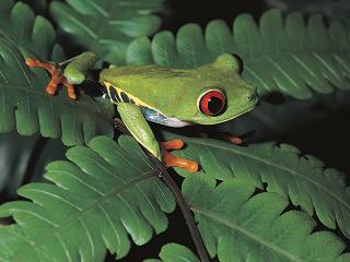 обои Зеленая лягушка на листьях фото