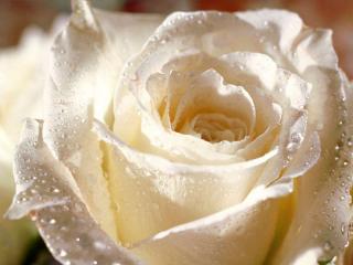 обои Белая роза крупным планом с каплями росы фото
