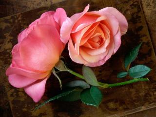 обои Две розовых розочки на коричневом фоне фото
