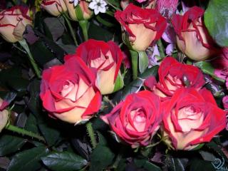 обои Розы с середины красные, снаружи - белые фото