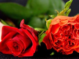 обои Лежат прекрасные алые розы фото