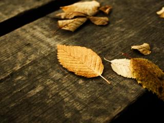 обои Осенние листья на деревянных досках фото
