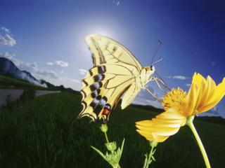 обои Бабочка села на желтый цветок фото