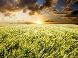 обои Закат на пшеничном поле фото