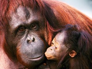 обои Мама орангутанг и ее дитё фото
