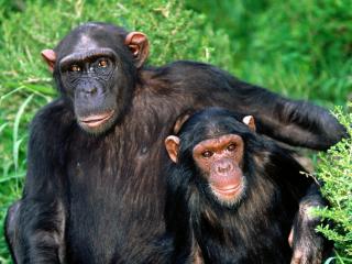 обои Папа и сын шимпанзе фото