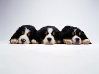 обои Три сонных щенка швейцарской овчарки фото