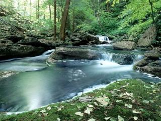 обои Чистый и освежающий летний ручей, в лесной чаще фото