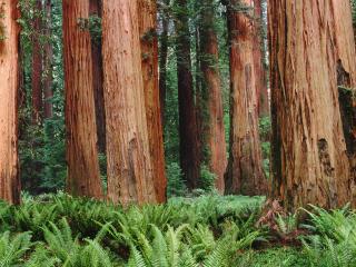 обои Вековые дубы в лесах Калифорнии фото