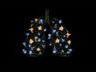обои Бросил курить - получи цветы в лёгких фото