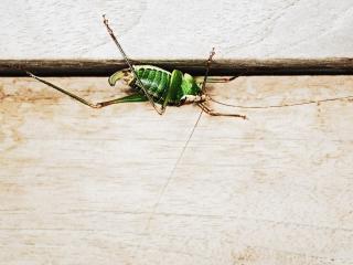 обои Зелёная насекомка притаилась на дверном косяке фото