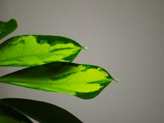 обои Зелёные листики в форме капель фото