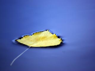 обои Жёлтый, старый лист упал на воду фото