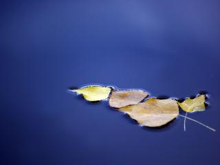 обои Опавшие листья на поверхности озера фото