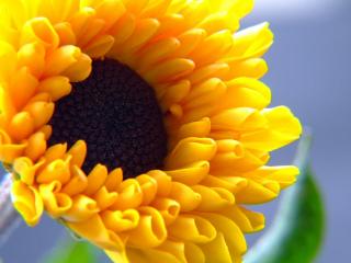 обои Ярко-жёлтый цветок подсолухна (макро) фото