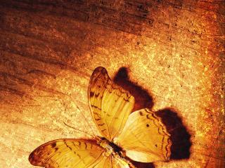 обои Жёлтая бабочка на ветхих страницах атласа фото