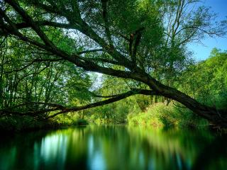 обои Река и деревья фото