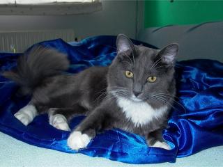 обои Серый кот на синем покрывале фото