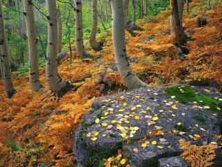 обои Осенний лес, изогнутые деревья фото