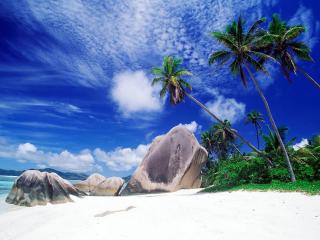 обои для рабочего стола: Пальмы на побережье на фоне синего-синего неба