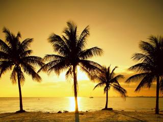 обои 4 пальмы в закатном солнце на побережье фото