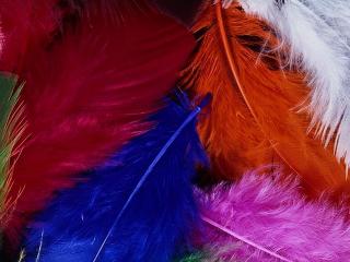 обои Ковёр из разноцветных, страусиных перьев фото