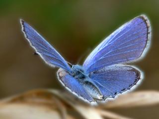 обои Мохнатая, синяя бабочка вид сзади фото