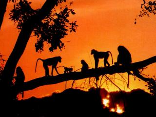 обои Семейка бабуинов на закате фото